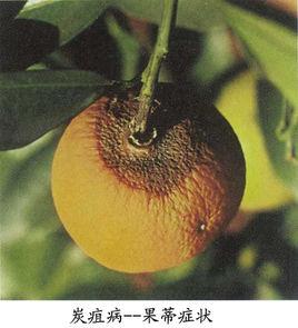 柑橘炭疽病