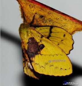 櫟黃枯葉蛾 櫟黃枯葉蛾