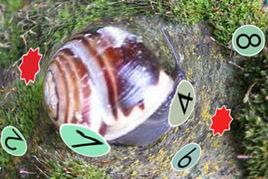 扭曲因子[網頁遊戲]