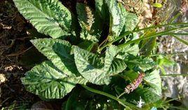 單葉血盆草 單葉血盆草