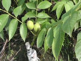 清香核桃苗 清香核桃苗
