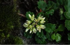 齒葉紅景天 齒葉紅景天