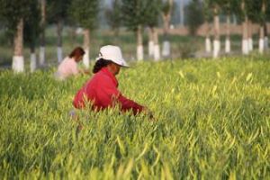 大同黃花 大同黃花