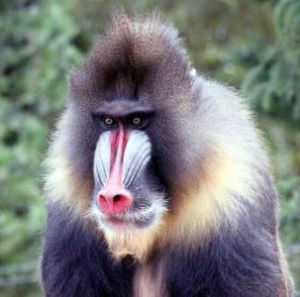 狹鼻猴類 狹鼻猴類