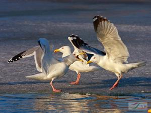 鷗屬（學名Larus）