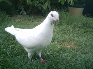 一鴿勝九雞 一鴿勝九雞