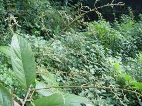 毛枝雀梅藤 毛枝雀梅藤