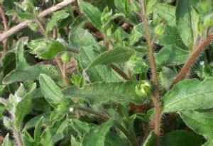 垂果齒緣草 垂果齒緣草