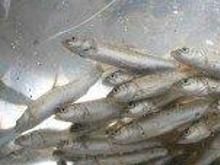 維吾爾鱈 維吾爾鱈