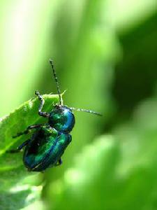 藍金花蟲 藍金花蟲