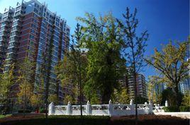 花市棗苑 花市棗苑