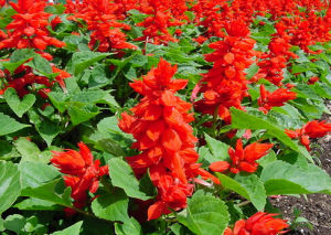 金心一串紅 金心一串紅