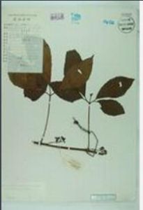 喜馬拉雅崖爬藤 喜馬拉雅崖爬藤