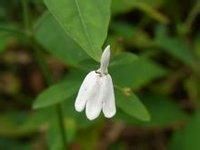 扭序花[扭序花]