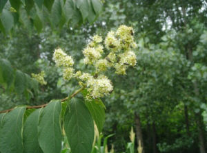 川黔紫薇 川黔紫薇