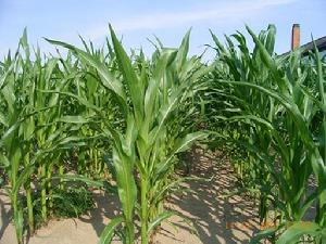 生物能源 生物能源