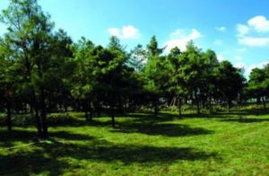 官渡石虎關森林公園