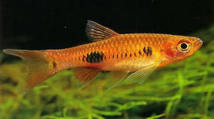 大點波魚 大點波魚