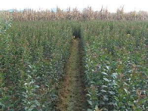 （圖）蘋果苗圃 