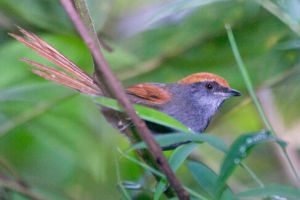 巴西針尾雀 巴西針尾雀