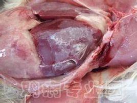 鴨大腸桿菌 鴨大腸桿菌