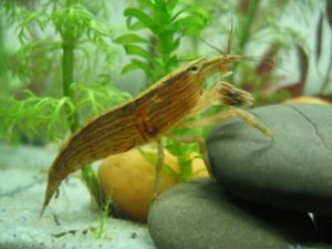 長額網球蝦 長額網球蝦