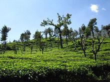 斯里蘭卡茶園