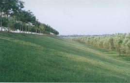 黃河大堤 黃河大堤