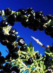 柴達木黑枸杞 柴達木黑枸杞