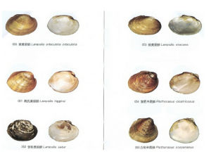 球美麗蚌 球美麗蚌