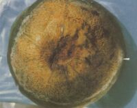 南瓜疫病 南瓜疫病