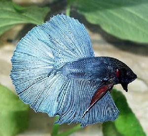 鬥魚圖片-世界名魚