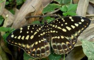 黑角律蛺蝶 黑角律蛺蝶