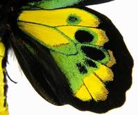 黃綠鳥翼鳳蝶(圖2-雄性-後翅正面)