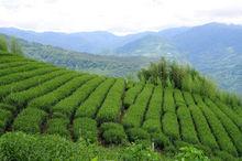 台灣高山茶