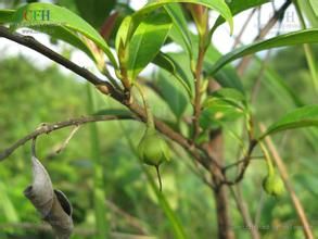 闊葉楊桐 闊葉楊桐