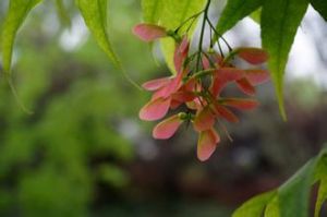 蒿苹四蕊槭 蒿苹四蕊槭