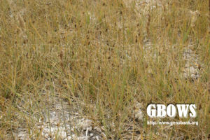 柄囊薹草 柄囊薹草