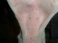 豬偽狂犬病 豬偽狂犬病