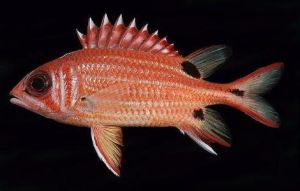 長鰭金眼鯛 長鰭金眼鯛