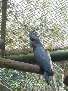 棕櫚巴丹鸚鵡