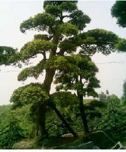 花木：羅漢松圖片