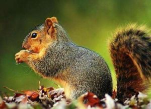 珀氏長吻松鼠滇南亞種