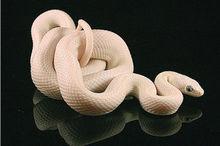 白化德州鼠蛇-白娘子