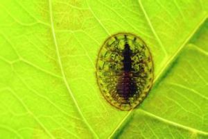 扁泥甲科 扁泥甲科