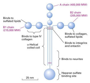 層粘連蛋白 層粘連蛋白