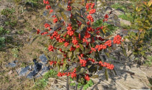 浙江冬青 浙江冬青