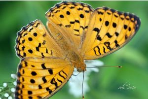 蟾福蛺蝶 蟾福蛺蝶