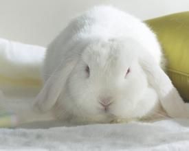 侏儒垂耳兔