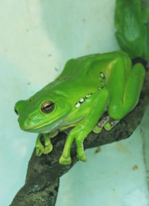 新蛙亞目 新蛙亞目